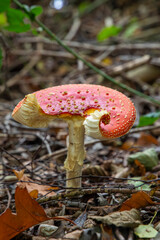 fly mushroom in autumn forest