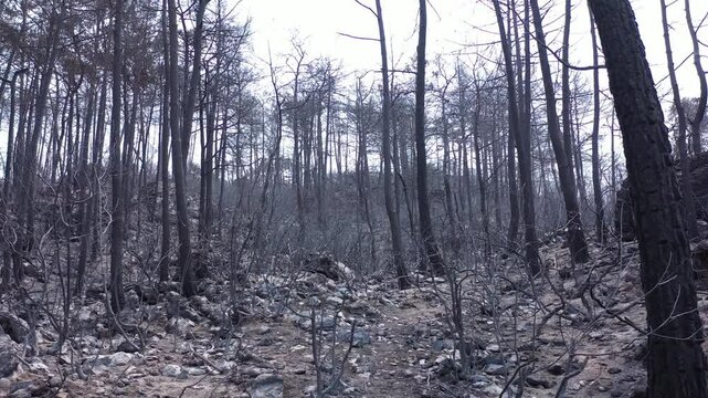 Trees burned to ashes after a forest fire
