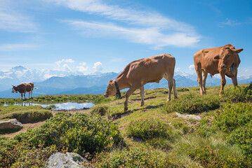 cattle herd around a pond, beside hiking trail Niederhorn mountain, swiss alps