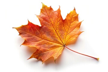 Fototapeta premium Tilted angle autumn maple leaf isolated on white background
