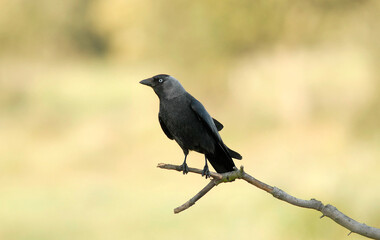 Obraz premium grajilla posada en una rama