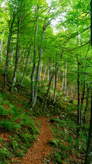 Green beech forest path with ferns on both sides of it