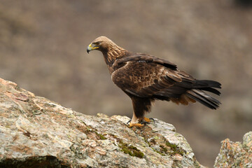 aguila real en la sierra abulense. España