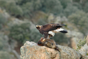 aguila real en la sierra abulense. España