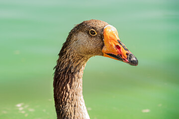 Brown goose head against the water on a sunny day close up