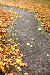Ein Pfad im Garten mit Laub im Herbst