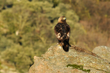 aguila real en la sierra abulense. España