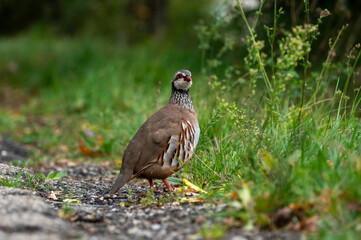 Red-legged Partridge