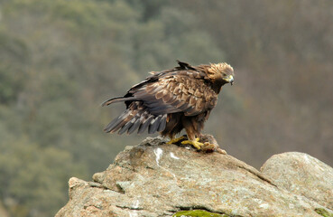 Fototapeta premium aguila real en la sierra abulense. España