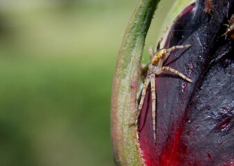 a little spider hidden in a rosebud
