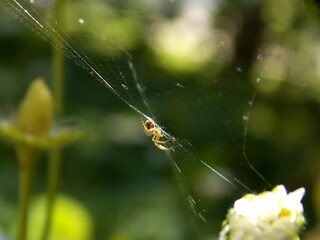 a small spider on a spider's web
