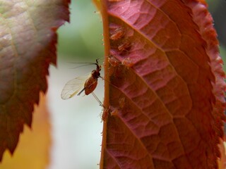 a small bug on an autumn leaf