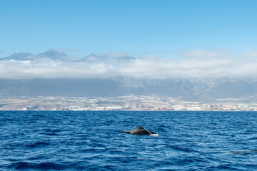 Pilot whales at the ocean surface near Tenerife, Canary Islands, Spain