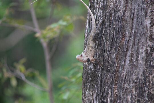 A lizard clings to the side of a tree.