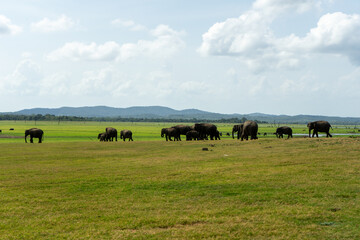 A herd of elephants grazing in a vast open field.