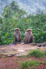 Two monkeys sitting on a rock amidst lush greenery.