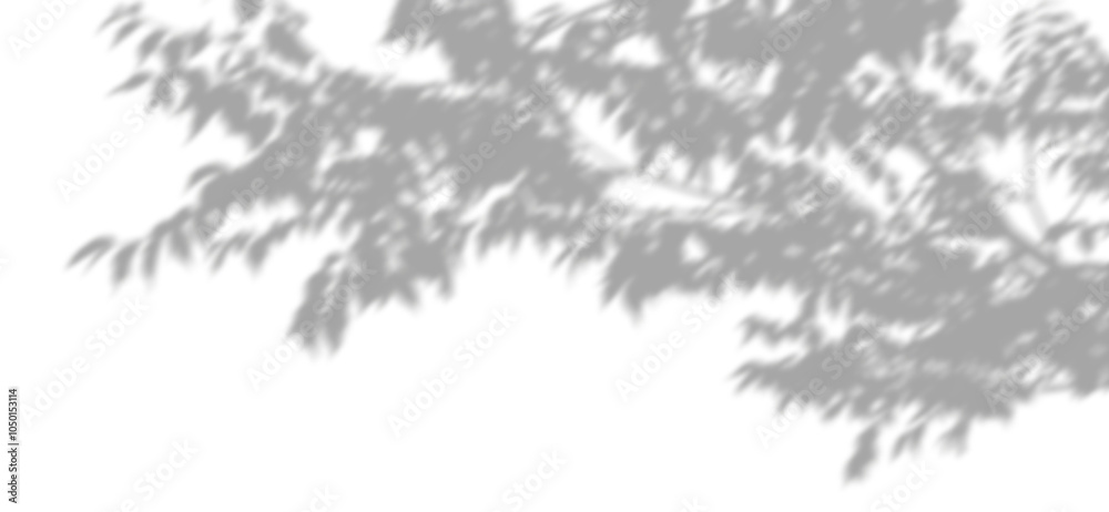 Wall mural trees branches shadow leaf movement isolated on transparent backgrounds 3d render png