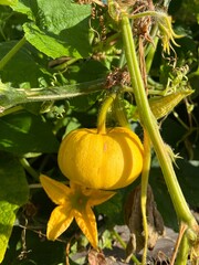 pumpkin in the garden