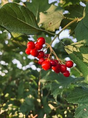 red berries on a branch