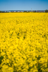 Obraz premium Rapeseed field, oilseed rape blooming in farmland in countryside of Southern Sweden