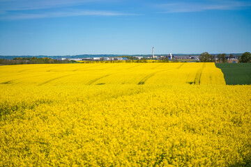 Rapeseed field, oilseed rape blooming in farmland in countryside of Southern Sweden