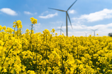 Wind park in the landscape of rapeseed fields. Bio fuel and green energy concept.