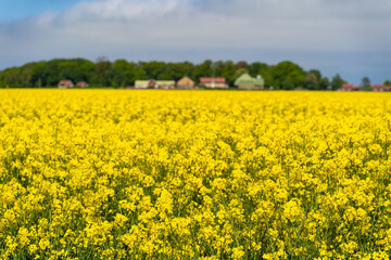 Fototapeta premium Yellow fields of rapeseed in Southern, Sweden. Rapeseed (canola) fields blooming. Farm industry concept.