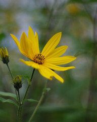 yellow flower on a green background