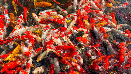 A vibrant collection of colorful koi fish swimming closely in a pond, symbolizing prosperity and...