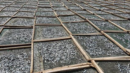 Rows of small fish drying on wooden racks symbolize traditional food preservation methods,...