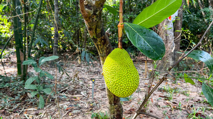A vibrant jackfruit hangs from a tree in a lush tropical forest, symbolizing sustainability and...