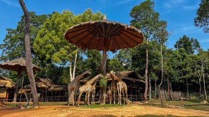 A group of giraffes gather under a large, thatched umbrella in a safari park, representing wildlife conservation on Earth Day