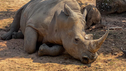 Fototapeta premium A resting rhinoceros lies peacefully on the sunlit ground, symbolizing wildlife conservation and the challenge of endangered species protection