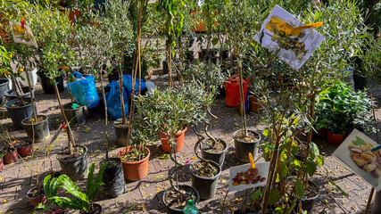 A variety of potted olive trees displayed for sale at a market, promoting sustainable gardening and eco-friendly practices