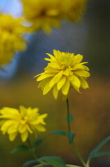 Yellow flower 