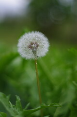 dandelion