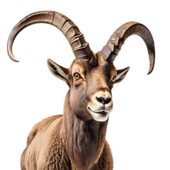 Siberian Ibex on white background