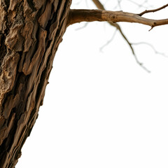 Naklejka premium Dried tree trunk close up on the white background