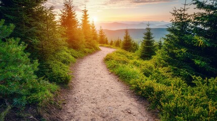 Fototapeta premium Serene Hiking Trail Through Majestic Pine Trees