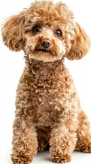 Cute and Fluffy Brown Poodle Sitting against White Background