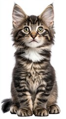 Obraz premium Adorable Portrait of a Fluffy Maine Coon Kitten with Striking Green Eyes