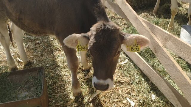 calf lies against the background of the cow stall