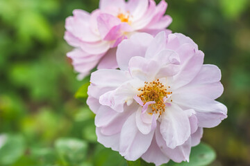 薔薇　スキャボロー・フェア