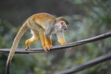 Obraz premium Compact, flexible, and adorable Saimiri sciureus