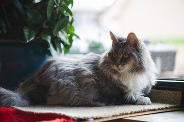 Norwegische Waldkatze auf ihrem Fensterplatz