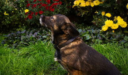 dog and flowers