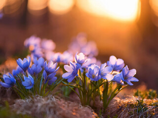 Violet flowers at sunset