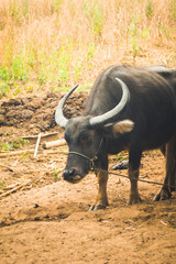 Thai buffalo eat grass in field