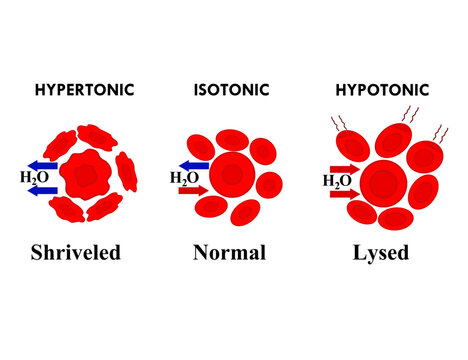 Hypotonic Imagens – Procure 612 fotos, vetores e vídeos | Adobe Stock