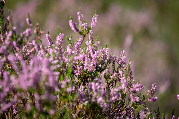 Fototapeta premium field of flowers